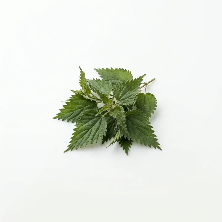 Nettle leaf, an ingredient in VigorRise