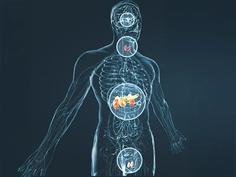 Illustration of men's vitality nutrition and the body systems the VigorRise ingredients are associated with